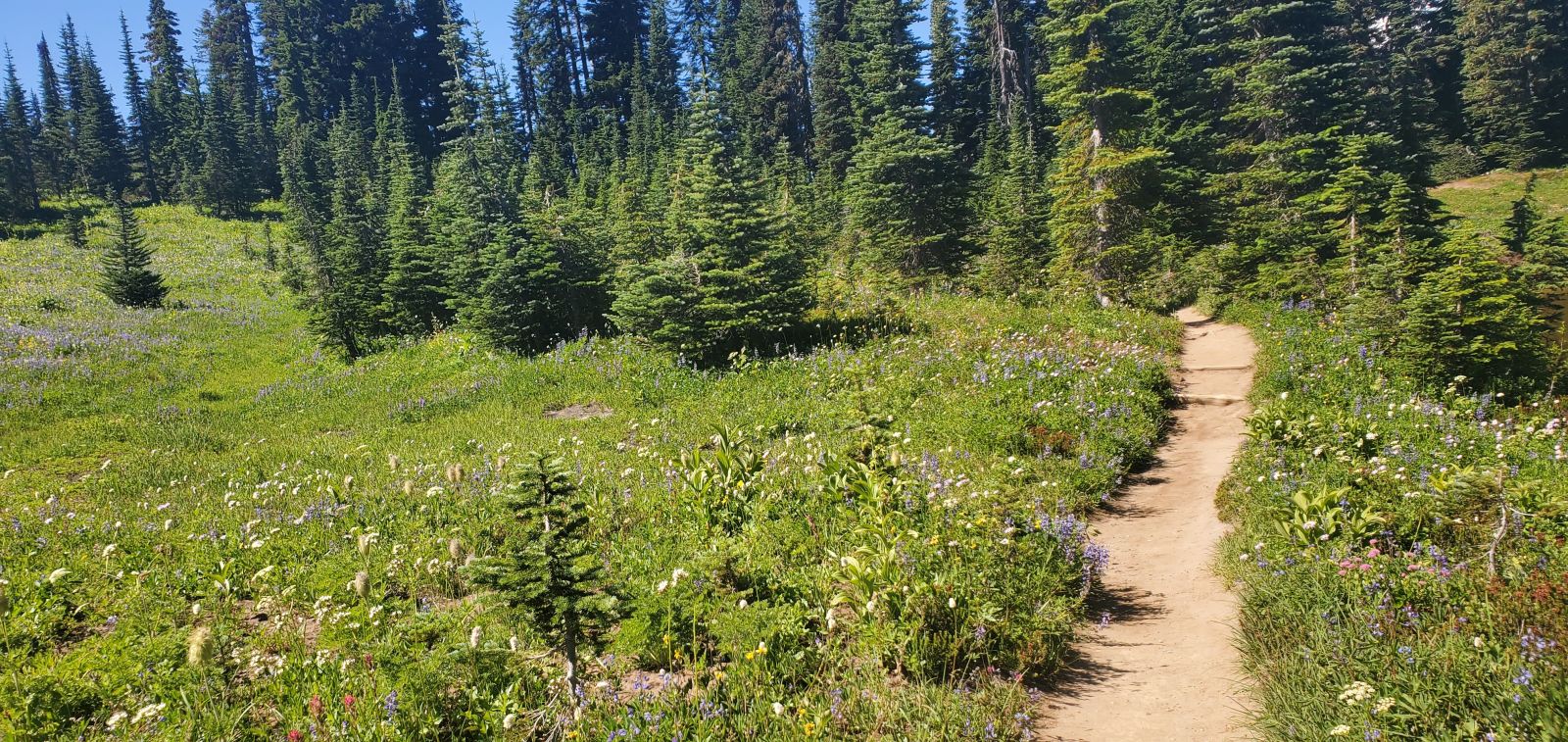 While a bit late in the season, the wildflower fields are still blooming