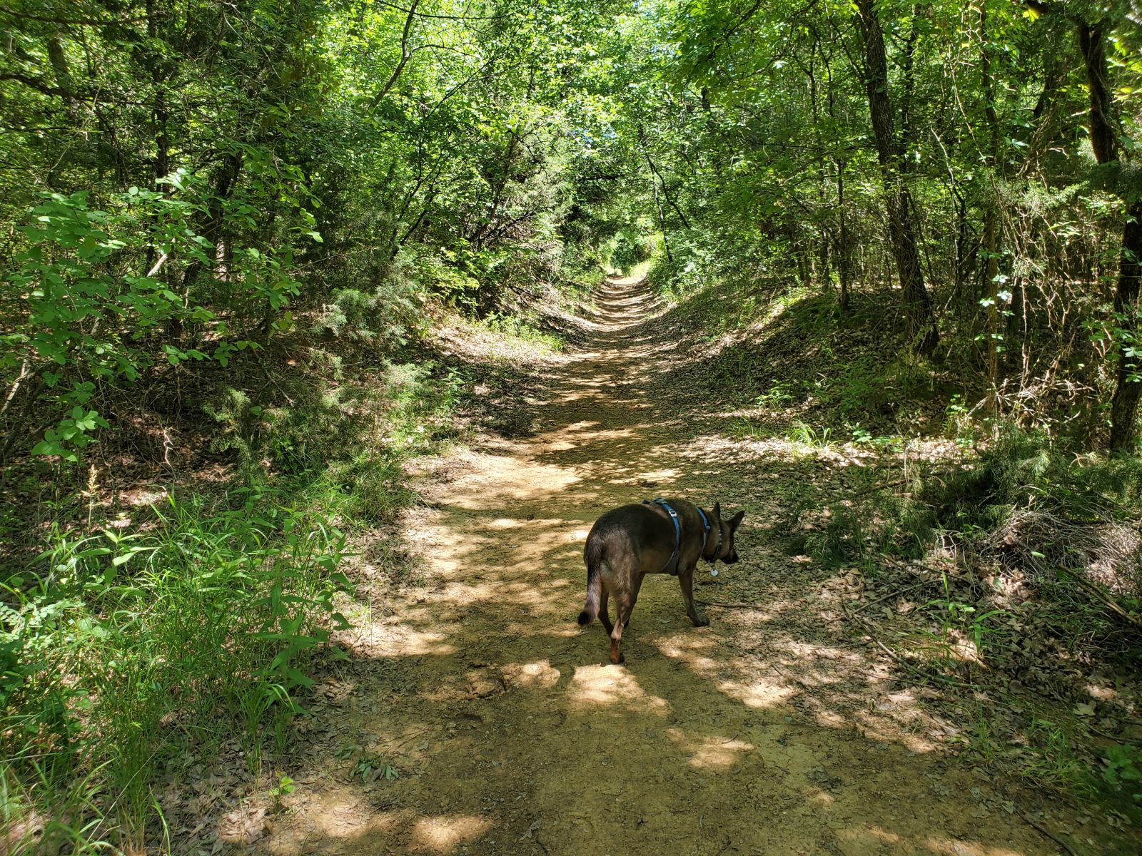 Illustration for article titled Toby exploring Denton, TX