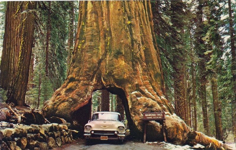 One of countless classic images to be banned from public spaces (Courtesy: Yosemite National Park)