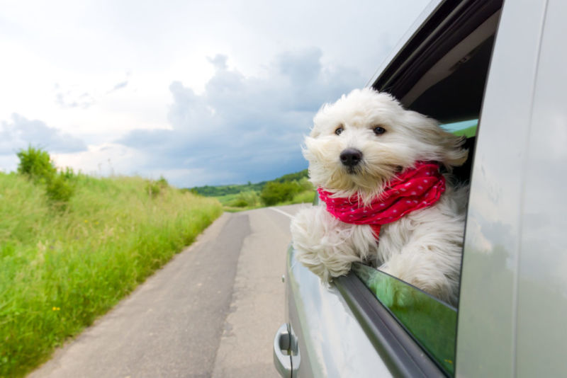 Illustration for article titled The weeks shaping up to be stressful... Share pics of dogs + cars.