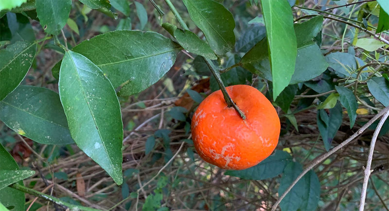 Unknown Fruit