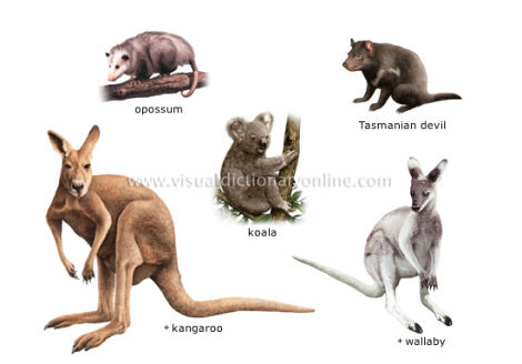 Illustration for article titled Why did animal control take away the mans pet marsupial?