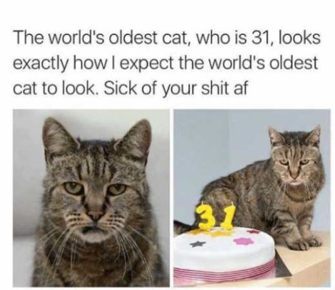 Illustration for article titled Worlds oldest cat