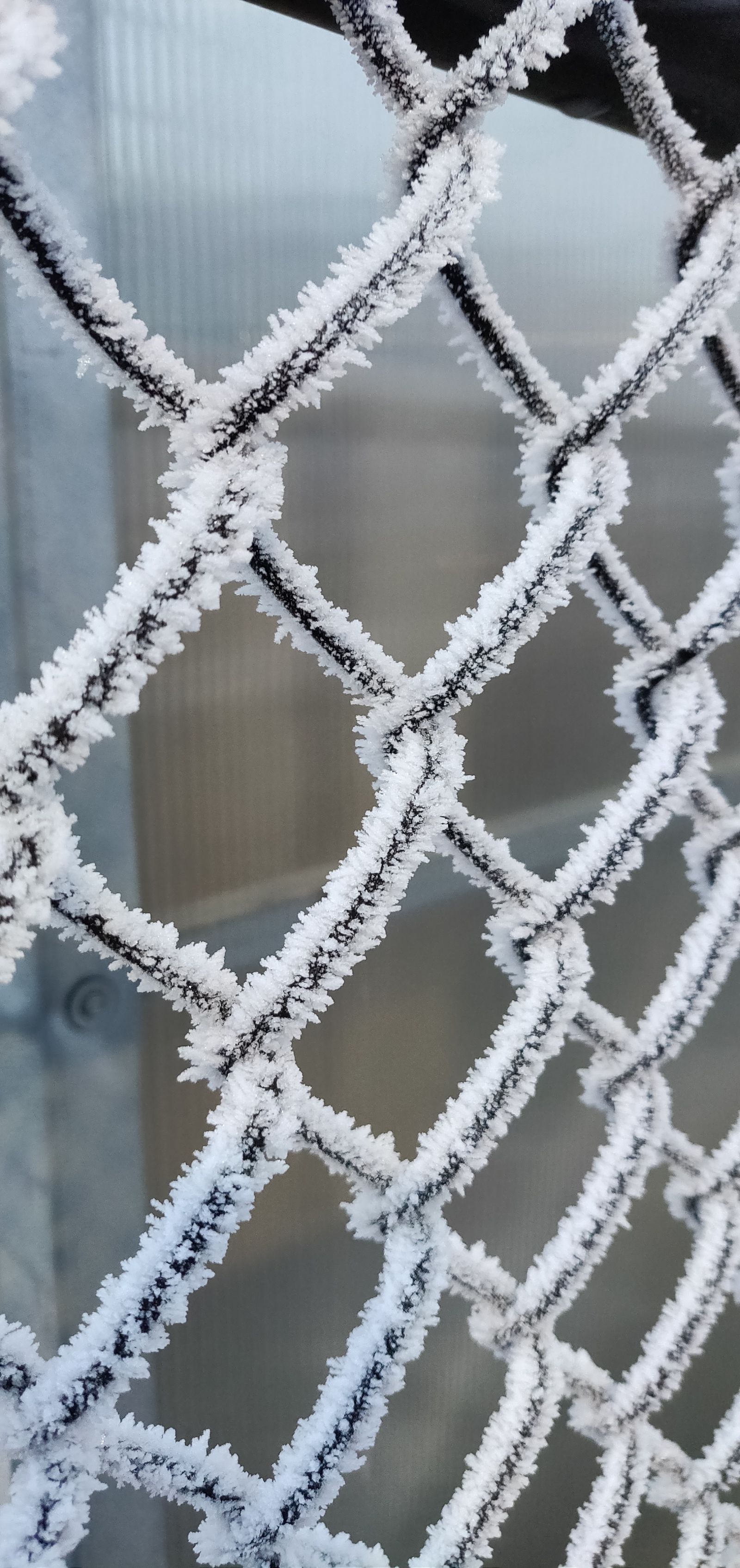 Frozen fog on a chain link fence- Christmas eve