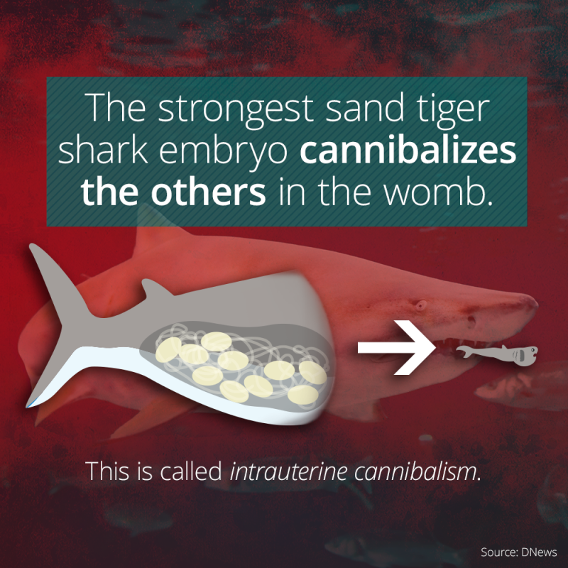 Illustration for article titled Shark cannibalism