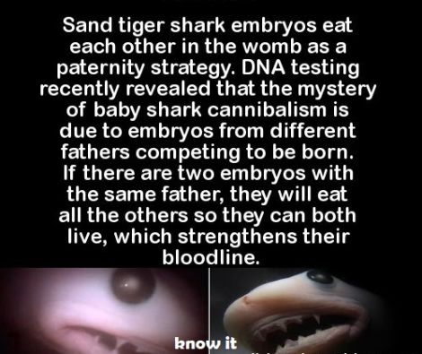Illustration for article titled Shark cannibalism