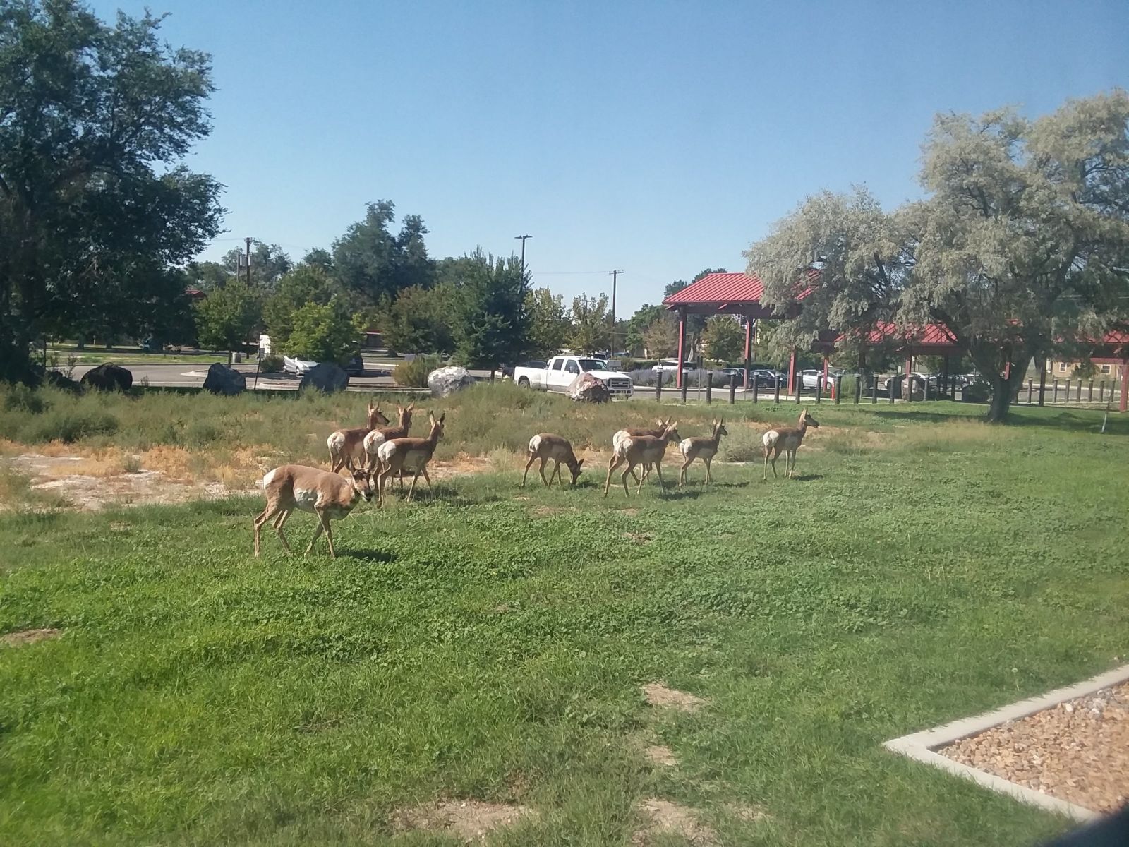 I woke up Saturday around 8am to a herd of Antelope outside of my hotel window