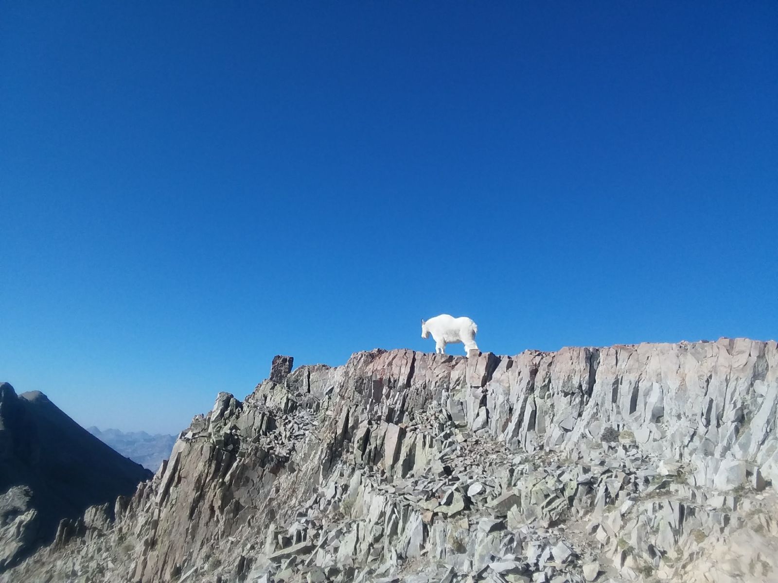 Right after I began my descent, I ran into this guy again! I will just assume it is the same goat because then that means he followed me up to the summit and we hiked down together. What a friend on my solo hike!