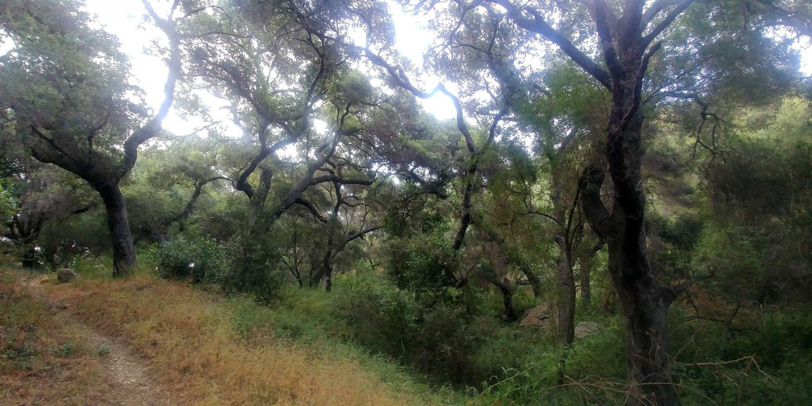 Many sections early on of dense, almost jungle-like areas. So abnormal for Socal hiking!