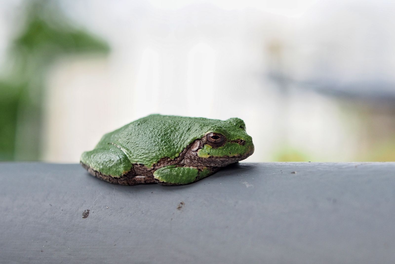Illustration for article titled Look at this little bitty frog that was on the railing outside my office