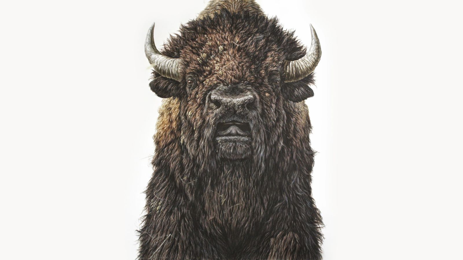 Illustration for article titled My Dad Bought A Buffalo. What Would You Buy Instead?