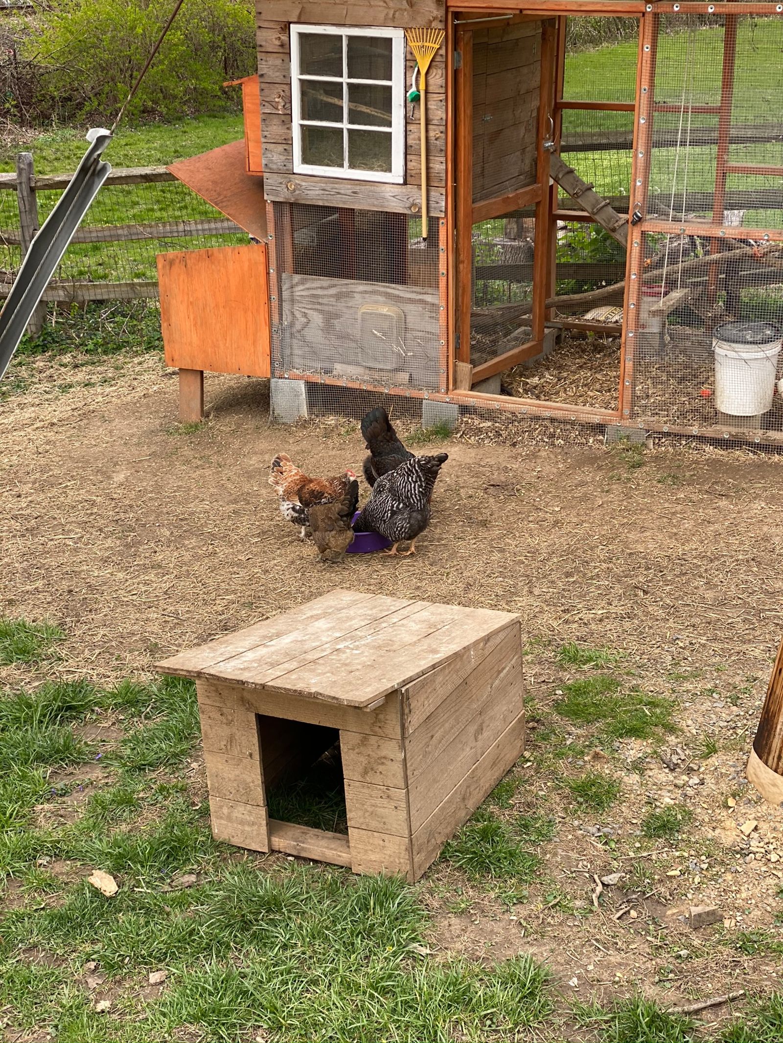 This is a duck house I built freehand. It’s nothing special but I’m really proud of it. My boy Lawrence (actually a girl) loves it