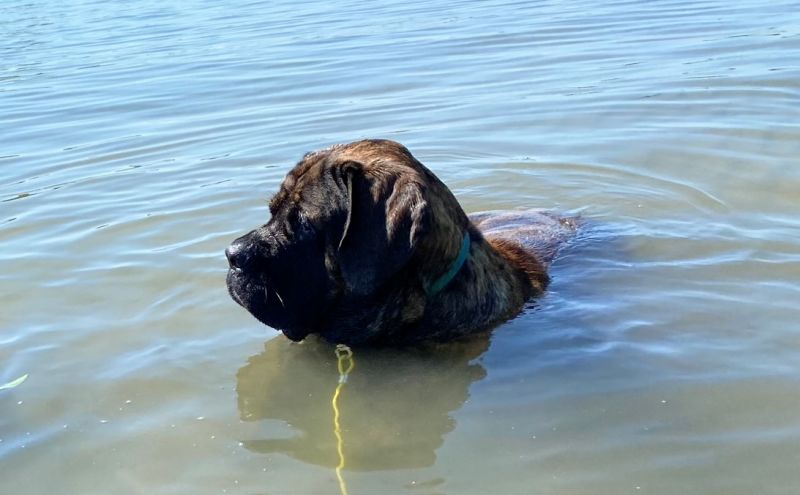 This is an 80% submerged Mastiff