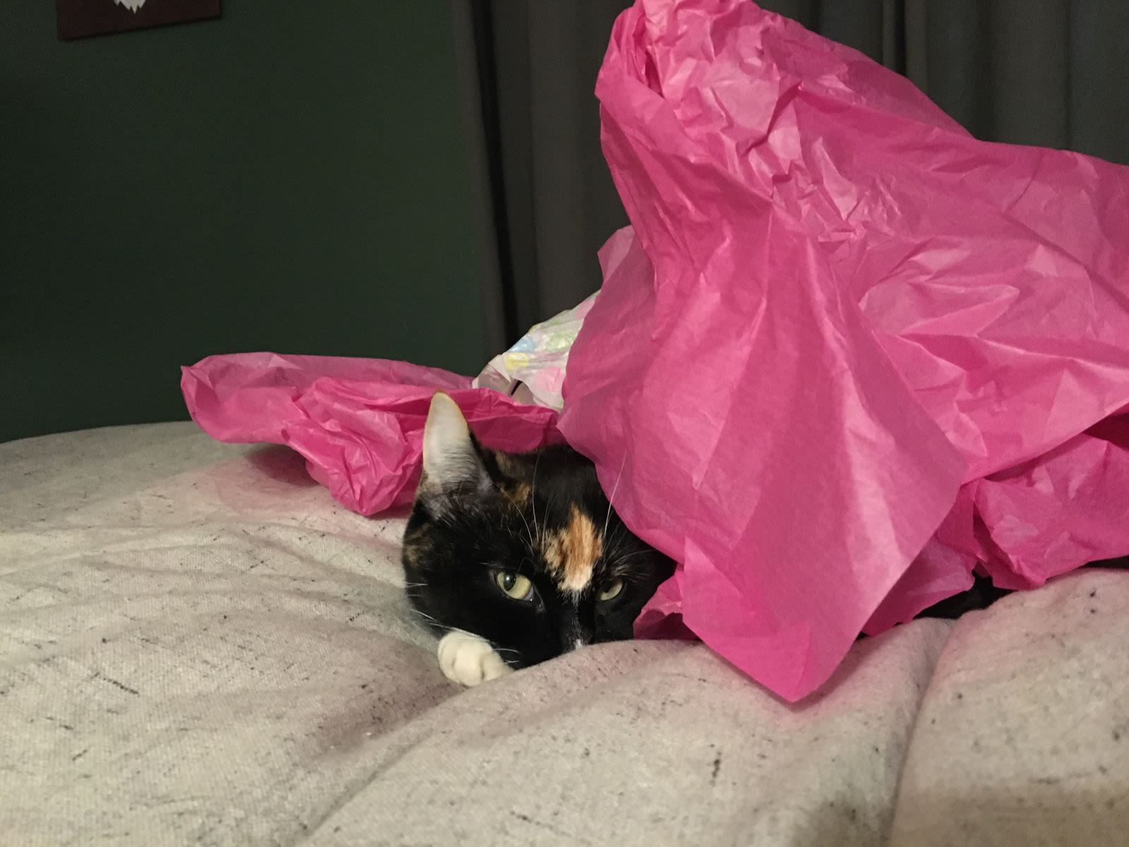 cat wrap